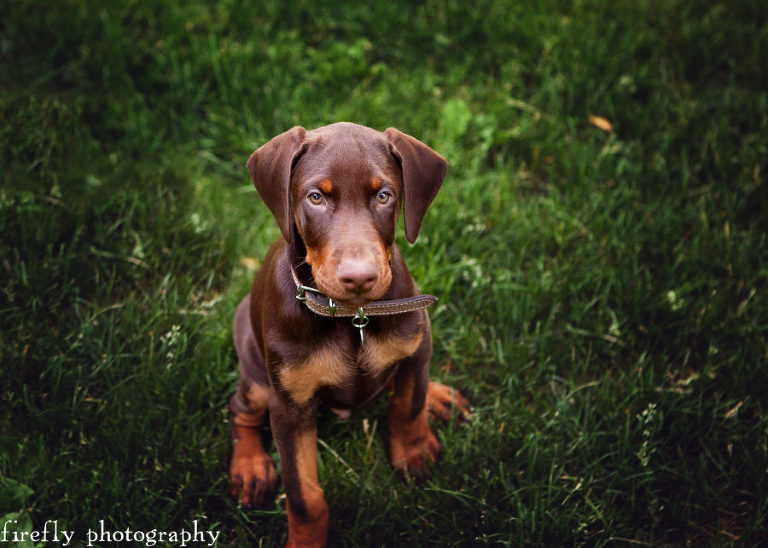 Firefly Photography is happily booking portrait photography sessions in  Keene, NH, Woodstock, VT, Hanover NH, Seacoast, and Upper Valley  for dreamy maternity, and child, couples, senior, & family portrait photography.